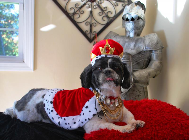 Oreo earned the staff pick at the Marion Animal Hospital's costume contest. COURTESY MARION ANIMAL HOSPITAL